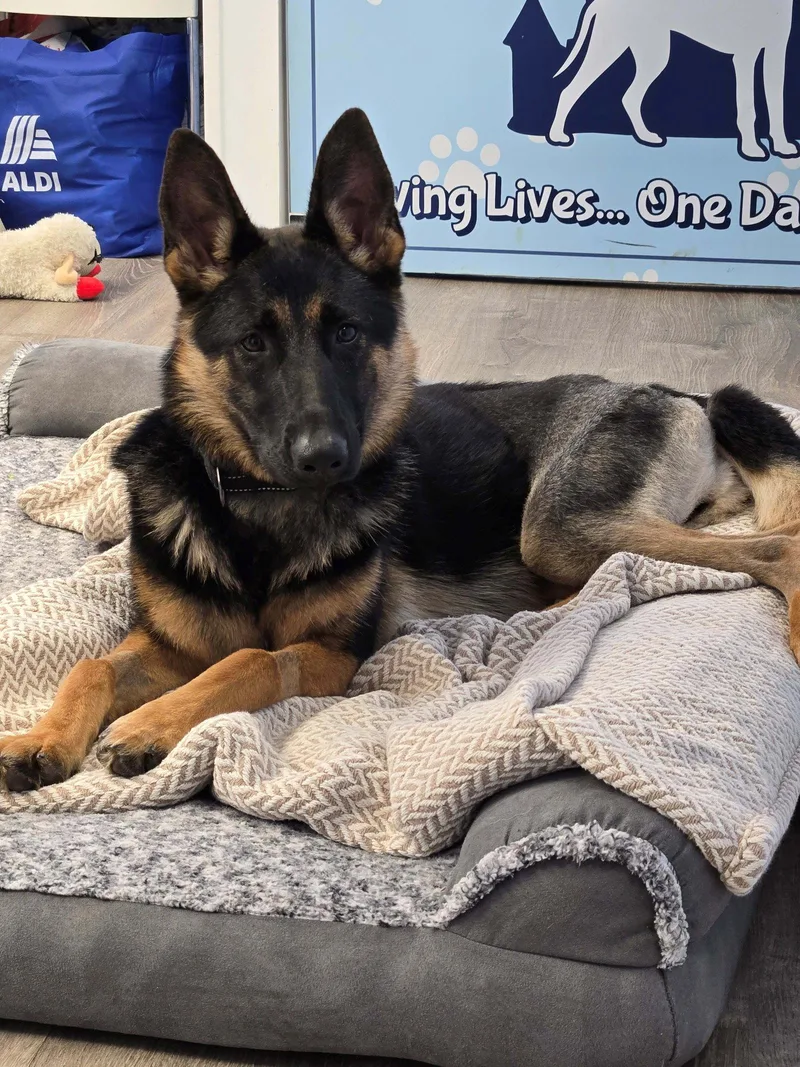 A young medium-sized female German Shepherd Dog dog named Layla for adoption in Cliffwood, NJ