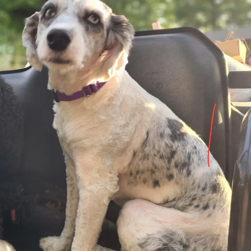 An adult medium-sized female White / Cream Sheep Dog dog named Callie for adoption in Rochester, MN
