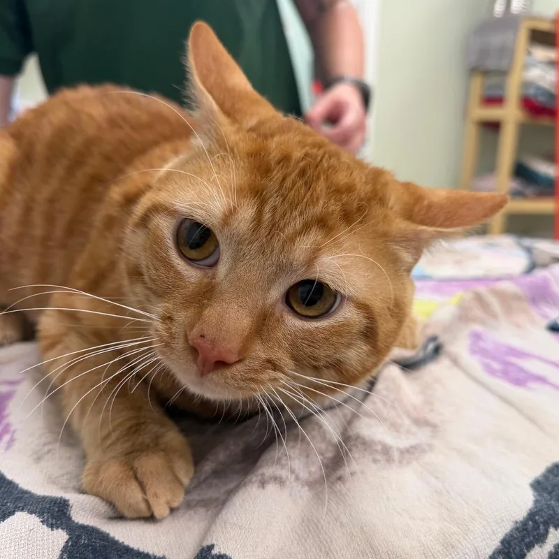 An adult large-sized male Orange / Red Domestic Short Hair cat named Morris for adoption in East Smithfield , PA