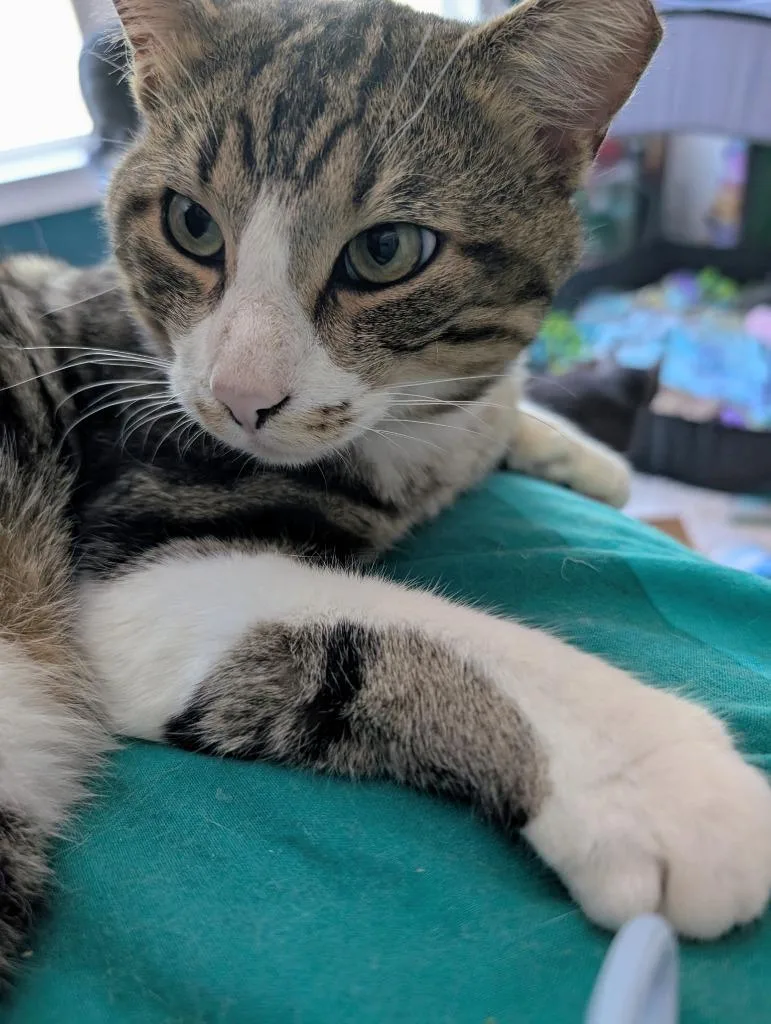 A young medium-sized male Domestic Short Hair cat named Mario for adoption in Evans, GA