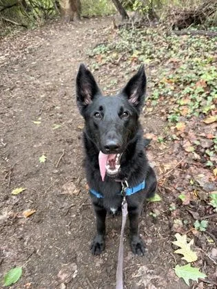 A young large-sized female Black German Shepherd Dog named Bluebell for adoption in Annapolis, MD