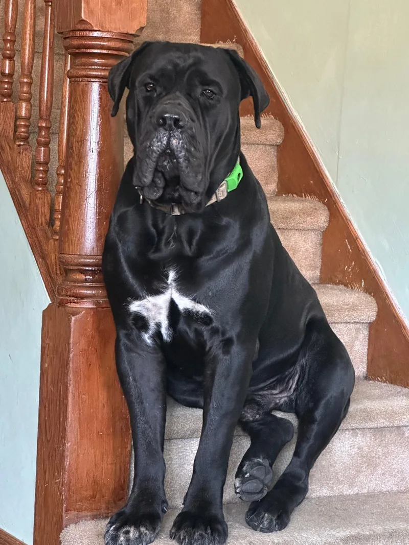 A baby extra large-sized female Cane Corso dog named Ellie NY for adoption in Rockaway, NJ
