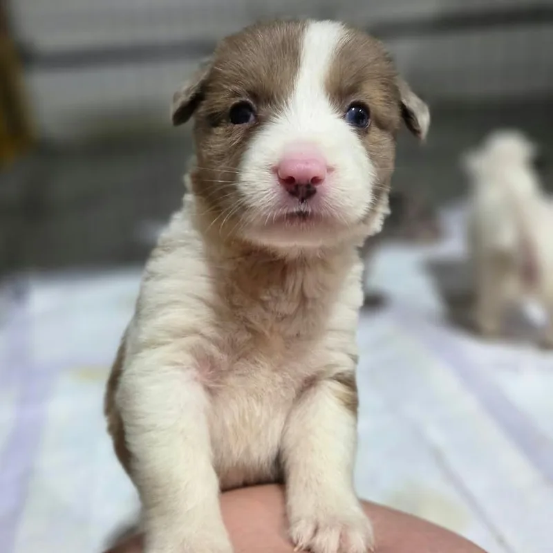 A baby medium-sized female White / Cream Australian Shepherd dog named Ginger for adoption in Olathe, KS