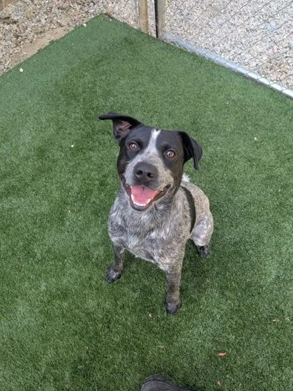 A young medium-sized male Cattle Dog dog named Squirrel for adoption in Louisburg, NC