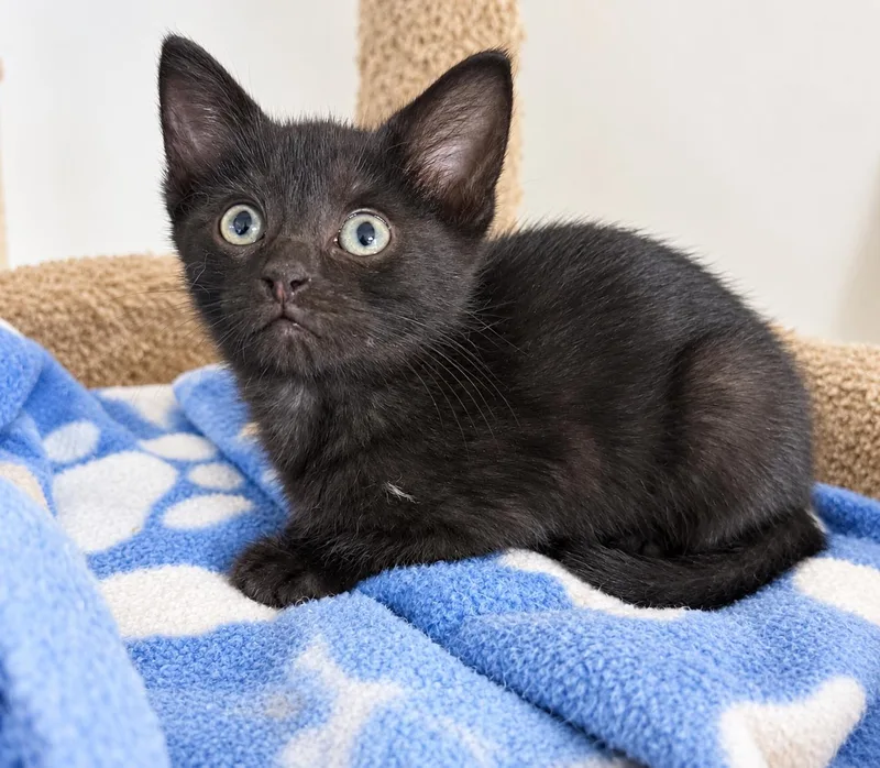 A baby medium-sized female Black Domestic Short Hair cat named Spades for adoption in Pickerington, OH