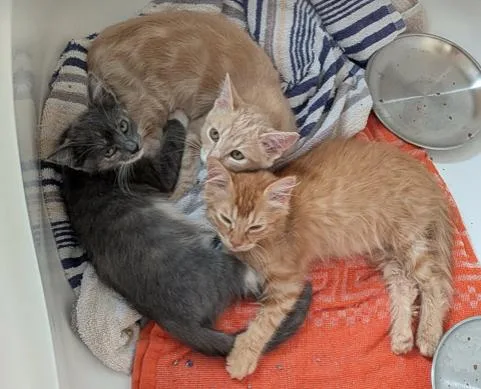 A baby medium-sized female Gray / Blue / Silver Dilute Tortoiseshell cat named Gema for adoption in oceanside, CA