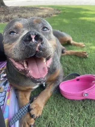 An adult medium-sized male Pit Bull Terrier dog named Aries for adoption in Atlanta, GA