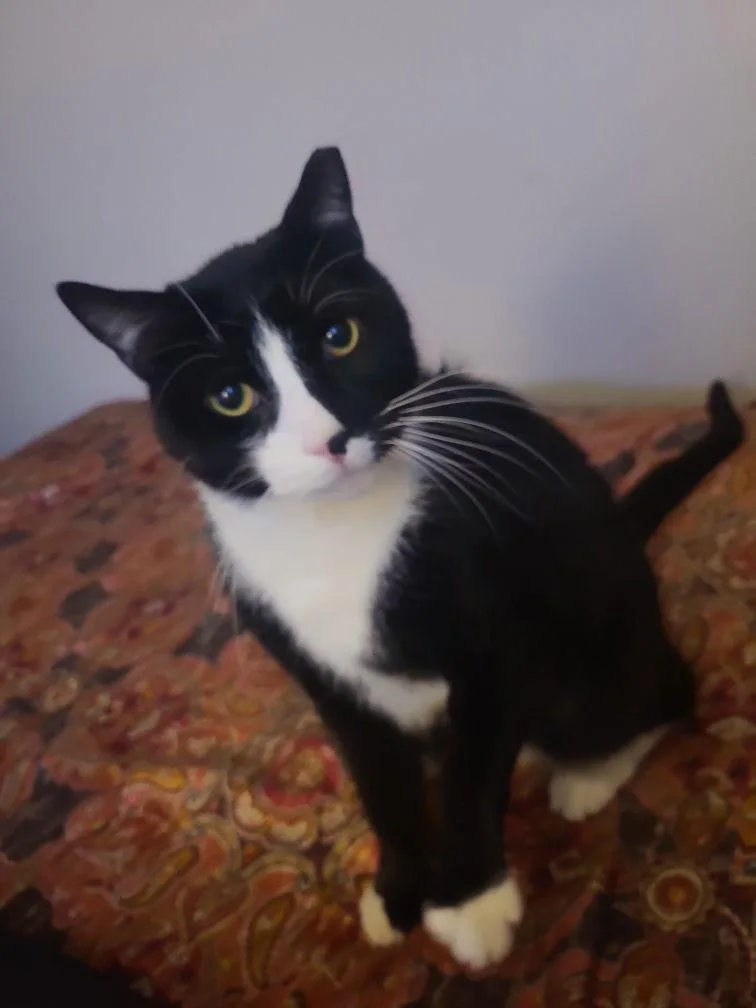 Licorice thumbnail 3