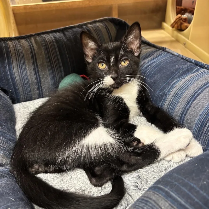 A baby small-sized male Black Domestic Short Hair cat named Poe for adoption in Hemet, CA