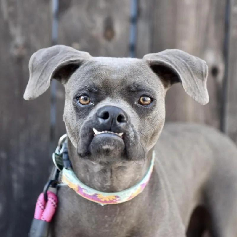 A young medium-sized female Xoloitzcuintli / Mexican Hairless dog named Enid for adoption in Los Angeles, CA
