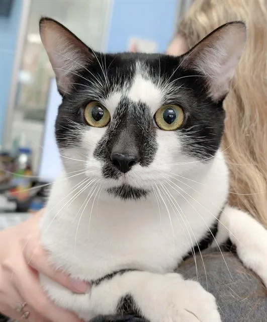 A young medium-sized male Domestic Short Hair cat named Marshmallow for adoption in Canfield, OH