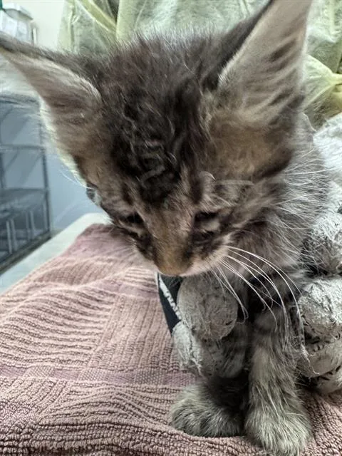 A baby small-sized male Domestic Medium Hair cat named Oscar for adoption in Las Vegas, NV