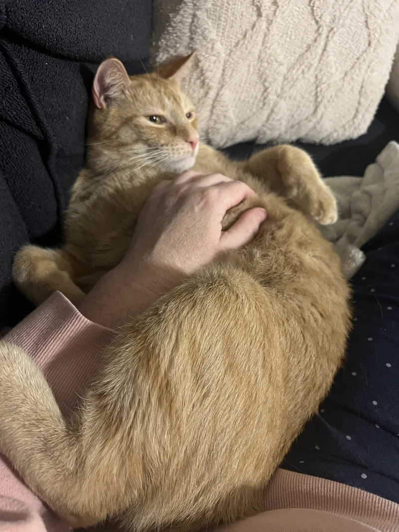 An adult medium-sized male Orange & White Domestic Short Hair cat named Ai for adoption in Frisco, TX