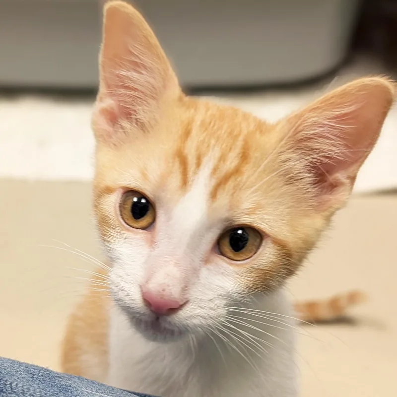 A baby medium-sized male Tabby (Orange / Red) Domestic Short Hair cat named Banana Nut for adoption in Jefferson, WI