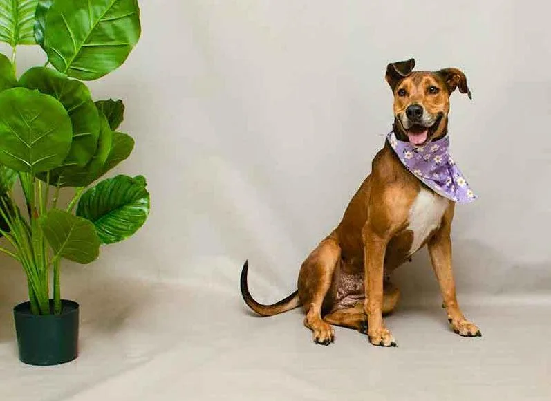 An adult large-sized female Brown / Chocolate Doberman Pinscher dog named Mika for adoption in Sanford, FL