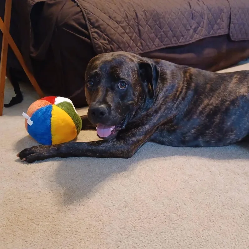 An adult large-sized male Brindle Mixed Breed dog named Tank for adoption in Saint Charles, MO