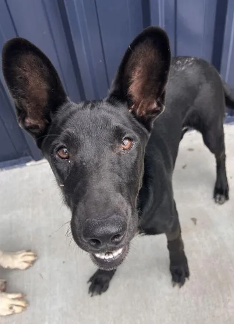 A young medium-sized female Black German Shepherd Dog dog named Mera for adoption in Palatine, IL