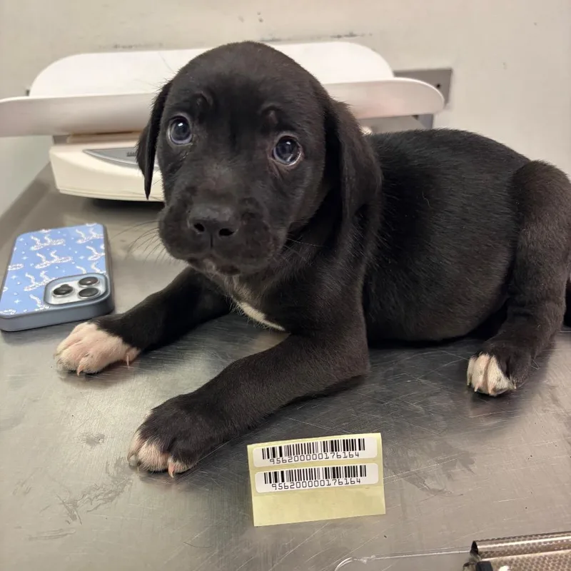 A baby small-sized male Black Mixed Breed dog named Doug for adoption in Charleston, WV