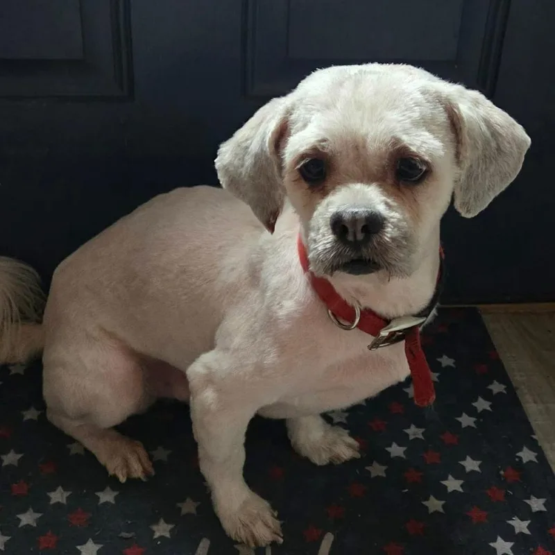 An adult small-sized male White / Cream Lhasa Apso dog named Danny for adoption in Olathe, KS