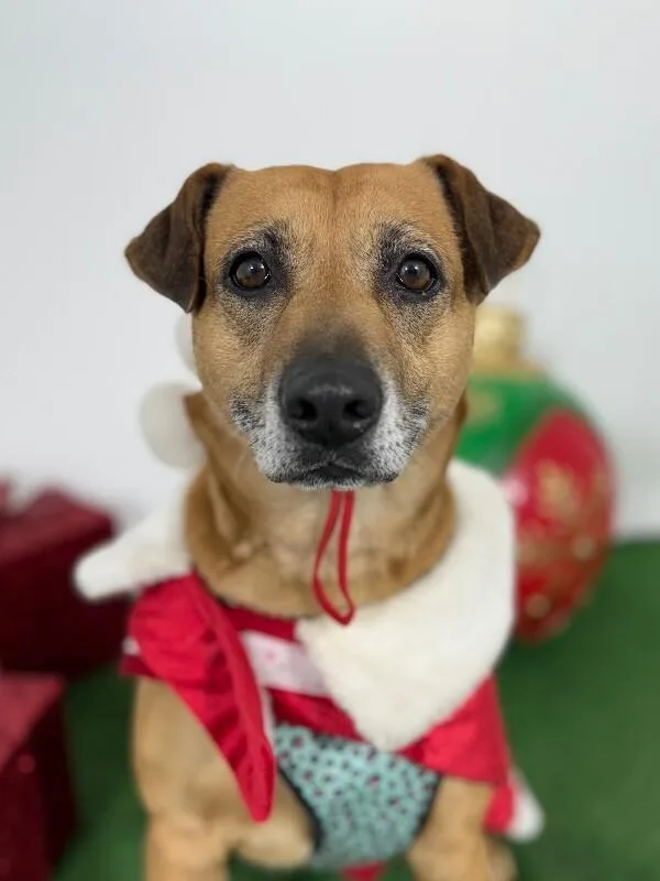 A young medium-sized female Brown / Chocolate Black Mouth Cur dog named Zuzu for adoption in Carlsbad, CA