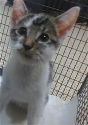 A baby small-sized male Domestic Short Hair cat named Bubbles for adoption in Miami, FL