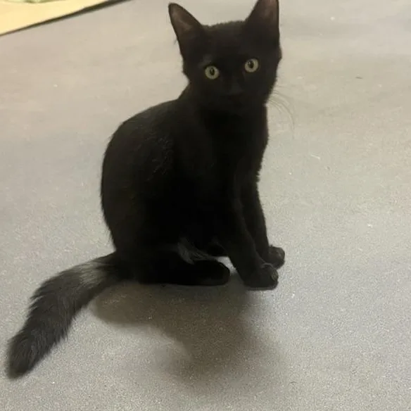 A baby medium-sized male Black Domestic Short Hair cat named Lil Bits for adoption in Houston, TX