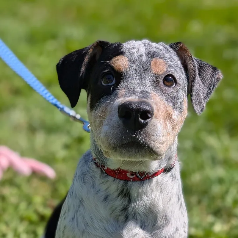 A baby small-sized male Mixed Breed dog named Quasar for adoption in Thomaston, ME