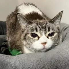 Gretapretty Lady Comes With thumbnail 4