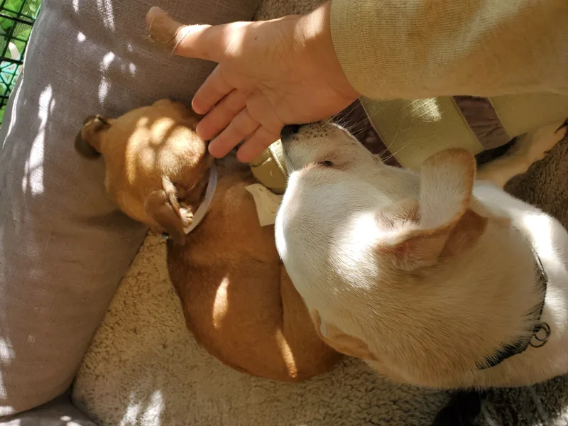 A young small-sized female Brown / Chocolate Chihuahua dog named Baby Baby Violet With for adoption in Manhattan Beach, CA