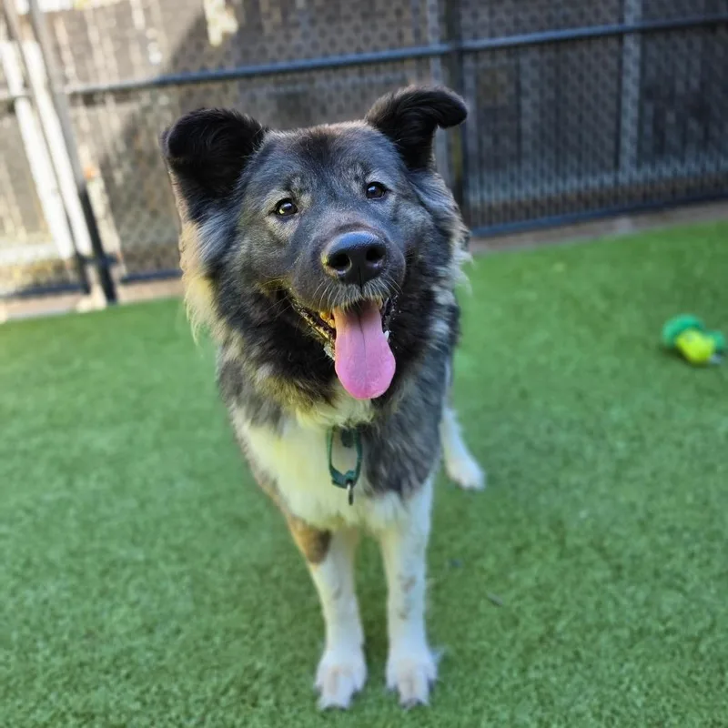 An adult large-sized male Akita dog named Zero for adoption in Greensboro, NC