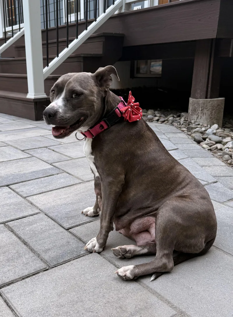 A young medium-sized female Pit Bull Terrier dog named Rosie for adoption in Carmel, NY