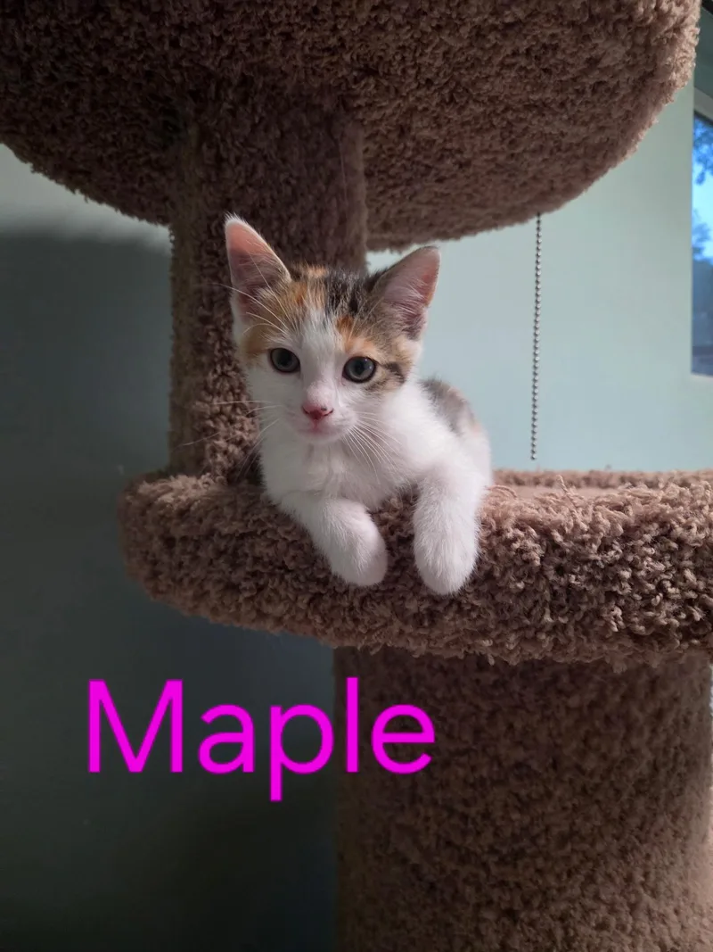 A baby medium-sized female Calico Domestic Short Hair cat named Maple for adoption in Blaine, MN