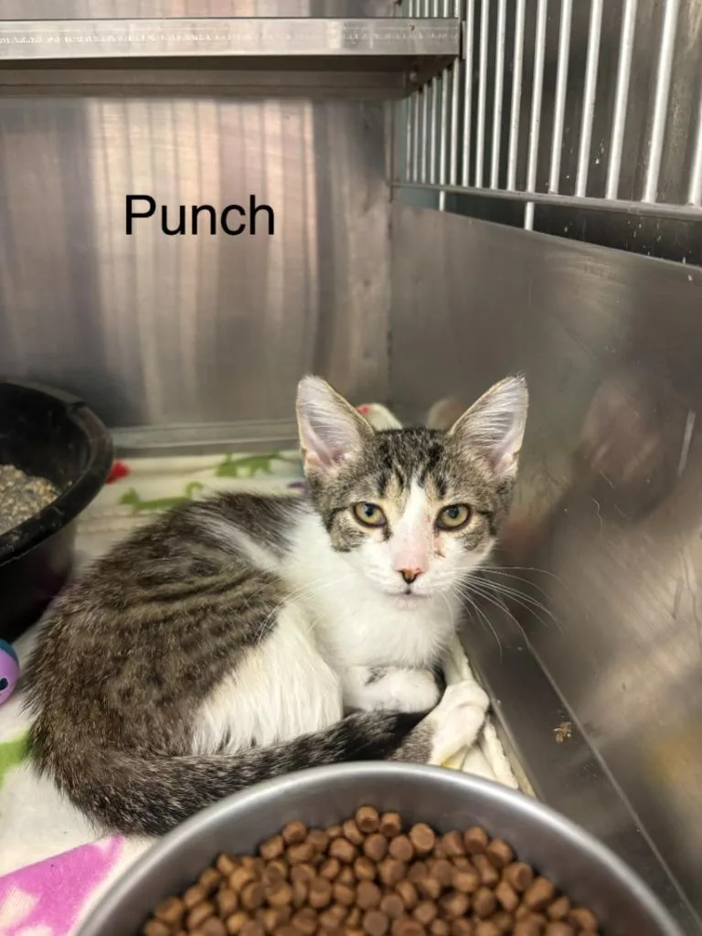 A baby small-sized female Domestic Short Hair cat named Punch for adoption in Cambridge, MD