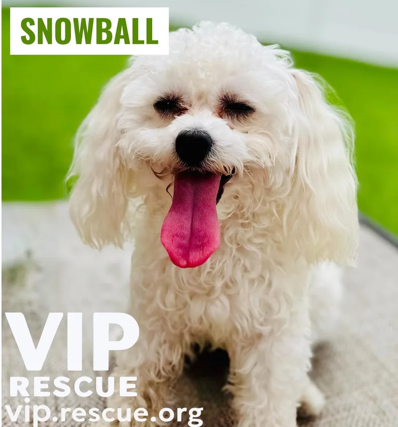 A young small-sized male White / Cream Poodle dog named Snowball Redington Beach for adoption in Redington Beach, FL