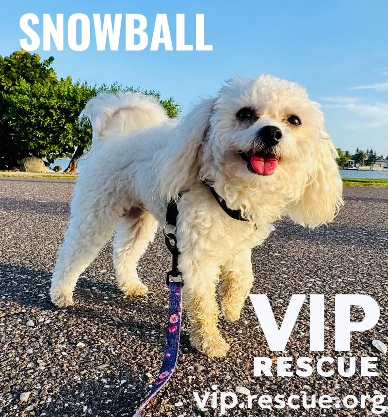 Snowball Redington Beach thumbnail 2