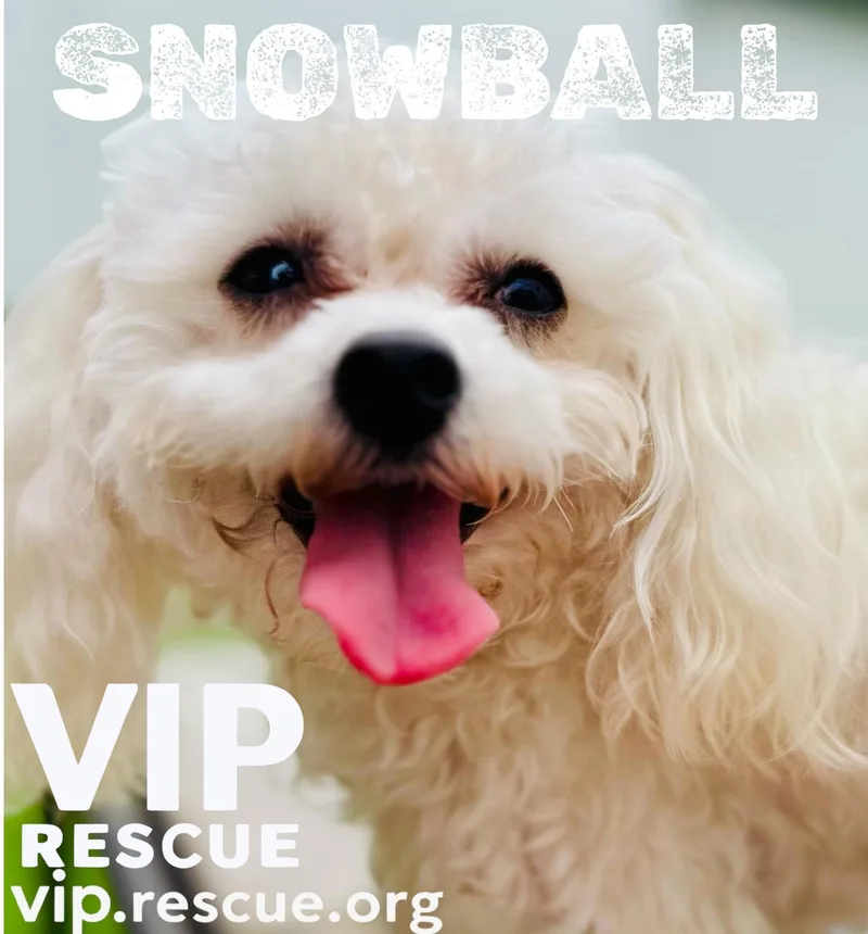 Snowball Redington Beach thumbnail 4