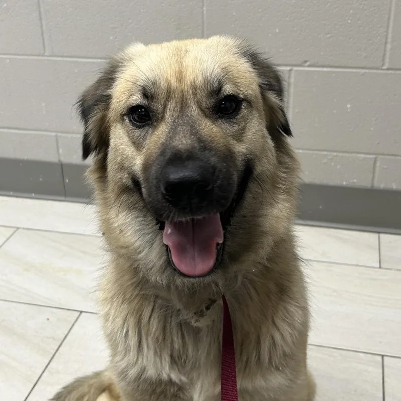 A young medium-sized female Yellow / Tan / Blond / Fawn Mixed Breed dog named Lsly for adoption in Lufkin, TX