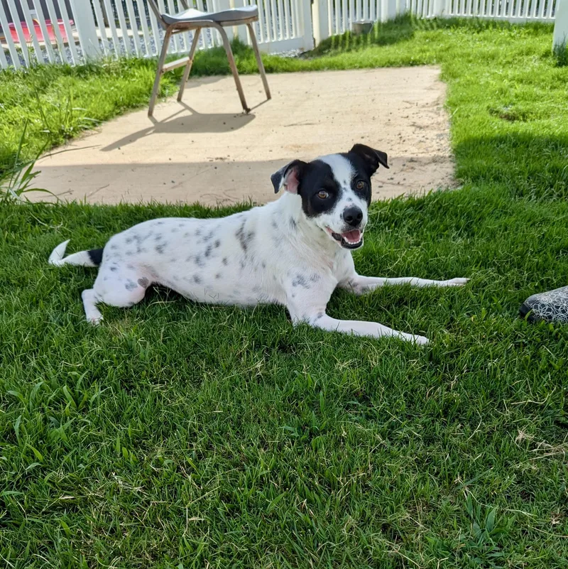 An adult medium-sized female White / Cream Australian Shepherd dog named Ruby for adoption in Paramus, NJ