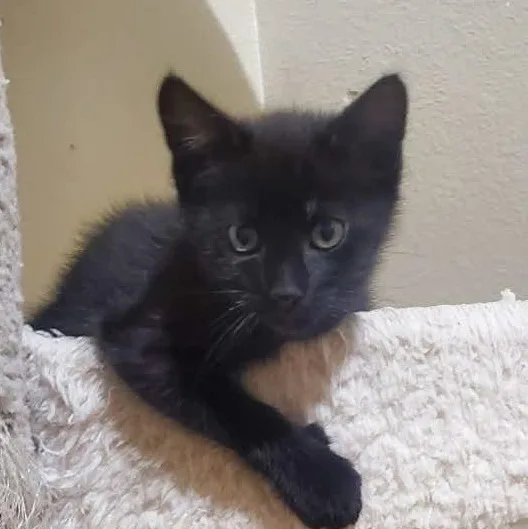 A baby small-sized male Black Domestic Short Hair cat named Voodoo for adoption in Sedalia, MO