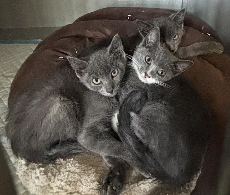 A baby medium-sized male Gray / Blue / Silver Domestic Short Hair cat named Monet  Picasso  for adoption in Vernon, NJ