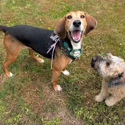 An adult medium-sized female Brown / Chocolate Hound dog named Abba for adoption in Aldie, VA