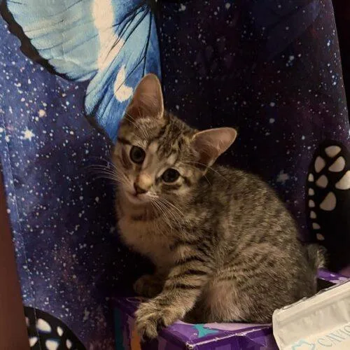 A baby small-sized female Tabby (Brown / Chocolate) Domestic Short Hair cat named Emily for adoption in Tampa, FL