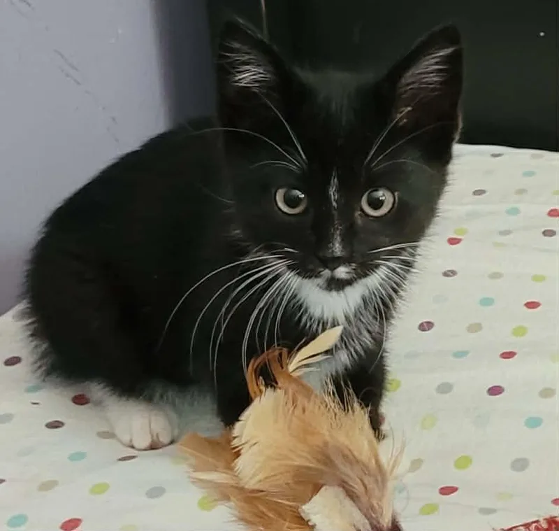A baby small-sized male Black & White / Tuxedo Domestic Short Hair cat named Fig for adoption in Bellmawr, NJ
