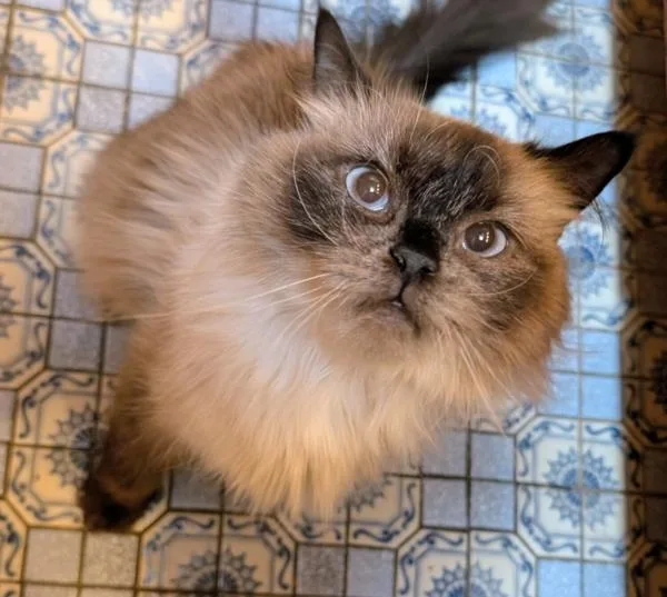 An adult medium-sized female Himalayan cat named Gina for adoption in Kenosha, WI