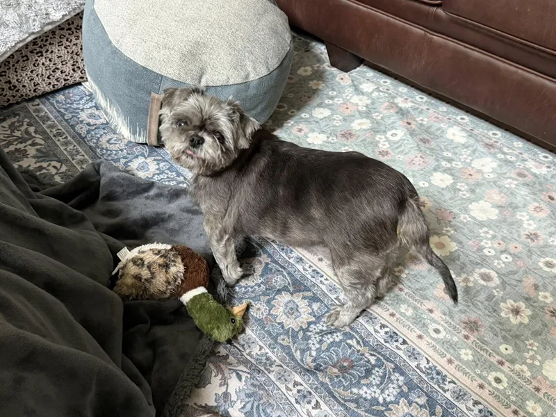 An adult small-sized male Gray / Blue / Silver Shih Tzu dog named Charlie Brown for adoption in Knoxville, TN