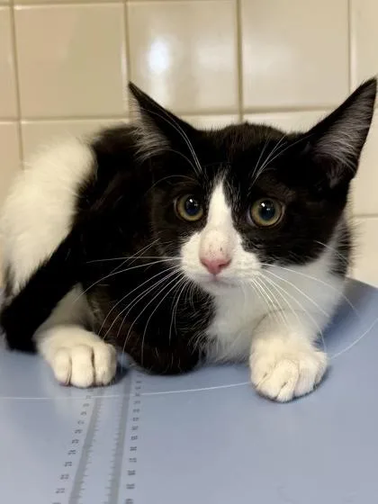 A young small-sized male Domestic Short Hair cat named Raisin for adoption in San Antonio, TX