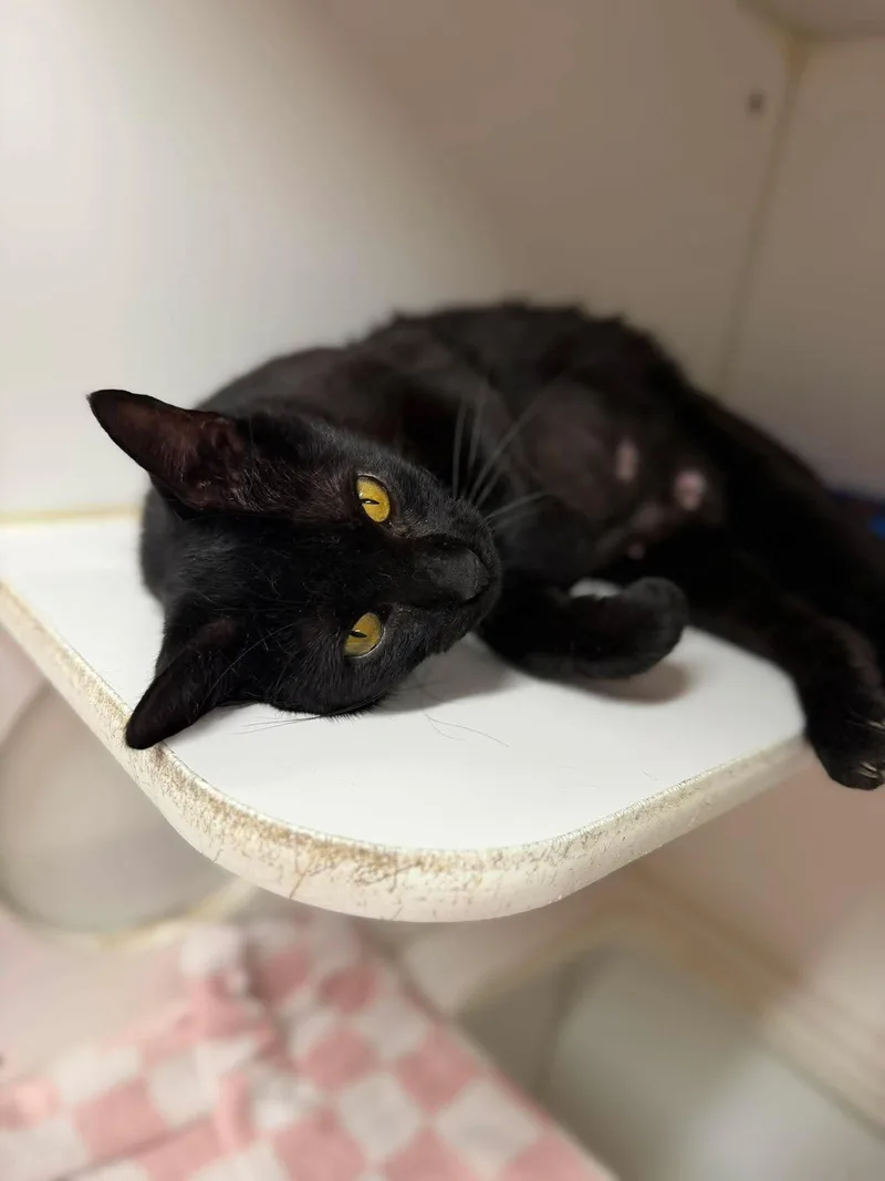 An adult medium-sized female Black Domestic Short Hair cat named Binks for adoption in Leitchfield, KY