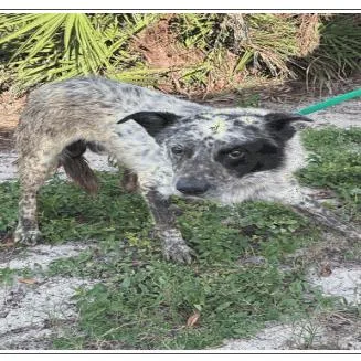 An adult medium-sized male White / Cream Australian Shepherd dog named Manny for adoption in Tampa, FL