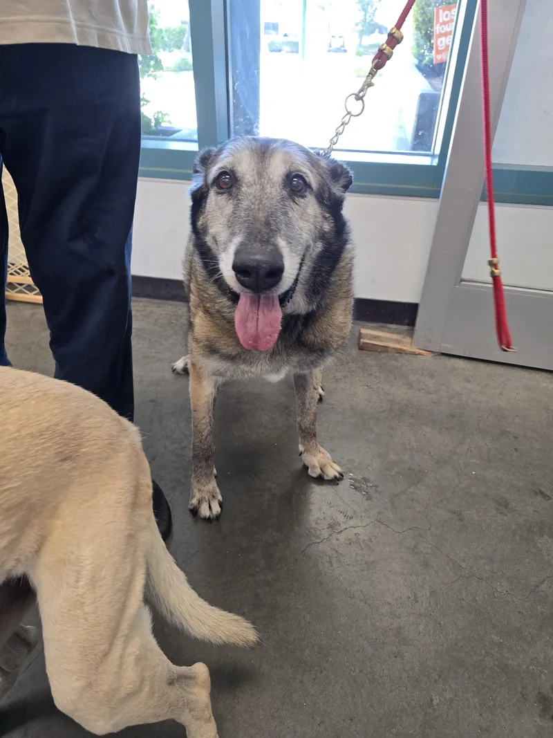 An adult large-sized female Belgian Shepherd / Malinois dog named Abby for adoption in Chatsworth, CA