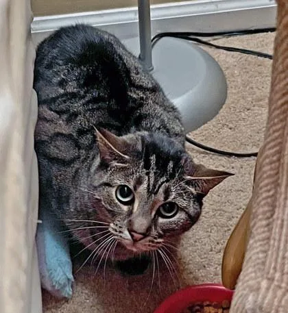 An adult large-sized female Domestic Short Hair cat named Nova for adoption in Fishers, IN